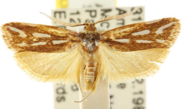 Cryptophasa tetrazona