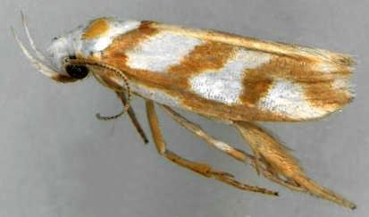 Plectophila thrasycosma