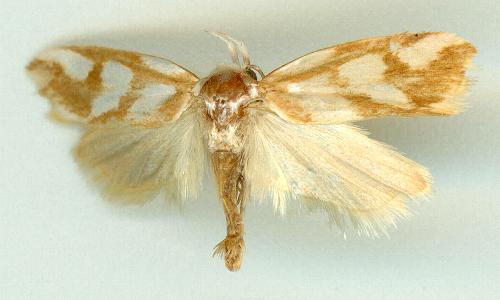 Plectophila thrasycosma