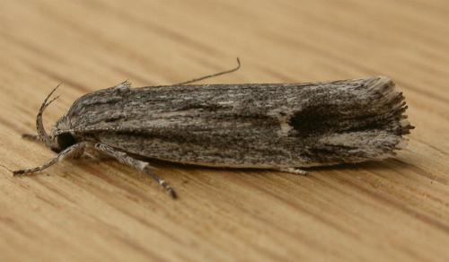 Lichenaula tuberculata