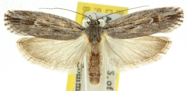 Lichenaula tuberculata