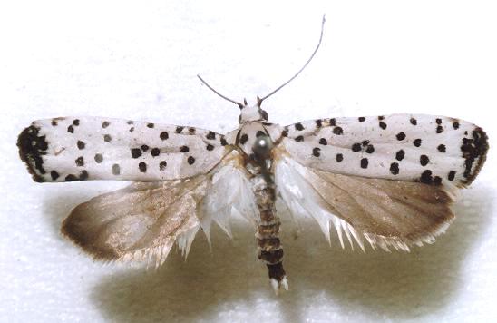 Yponomeuta internellus