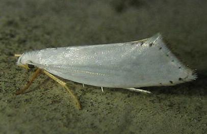 Chionogenes isanema