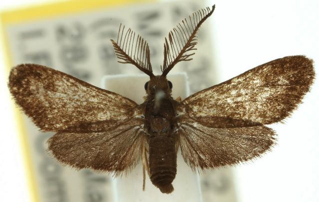 Onceropyga anelia