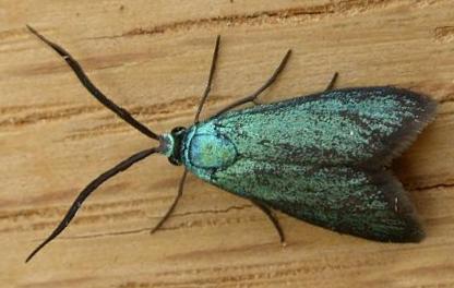 Pollanisus apicalis