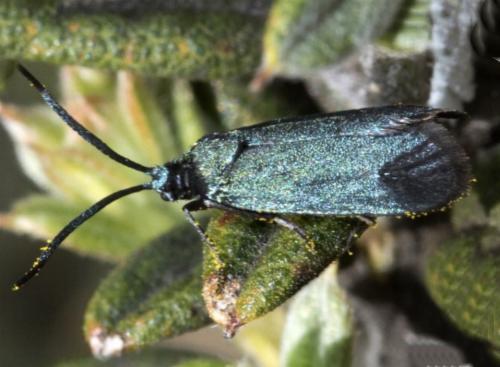 Myrtartona coronias