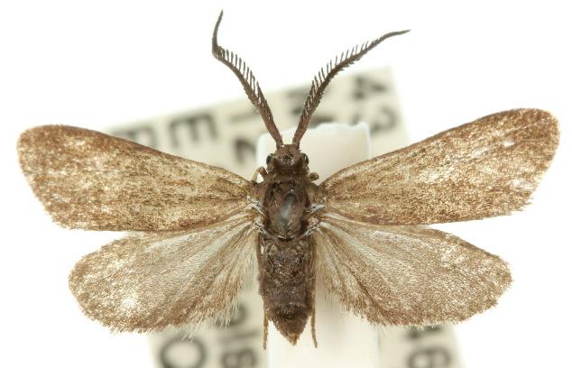 Myrtartona coronias