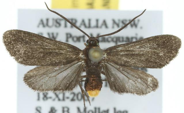 Pollanisus edwardsi