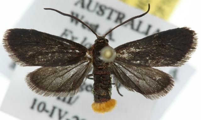 Pollanisus empyrea