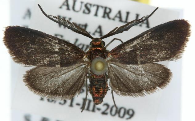 Pollanisus empyrea
