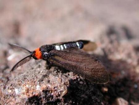Hestiochora tricolor