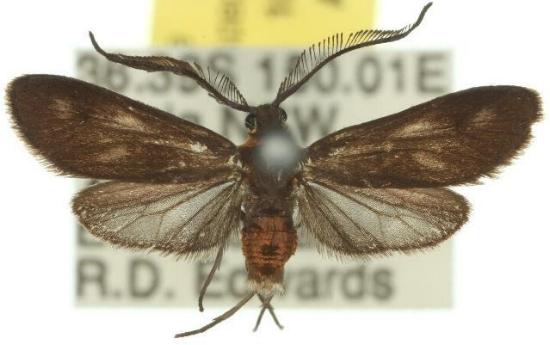 Pollanisus trimacula